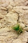 Small Plant In Dry Brown Soil Stock Photo