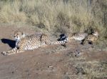 Cheetah In Namibia Stock Photo