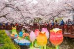 Jinhae,korea - April 4 : Jinhae Gunhangje Festival Is The Largest Cherry Blossom Festival In Korea.tourists Taking Photos Of The Beautiful Scenery Around Jinhae,korea On April 4,2015 Stock Photo