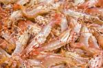 Spot Prawns Background Stock Photo