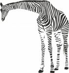 Giraffe In The Zebra Camouflage Stock Photo