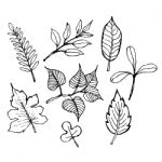 Sketch Illustration Of Leaf Design Stock Photo