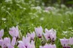 The Cyclamen Blooming In Israel	 Stock Photo