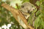 Koala By Itself In A Tree Stock Photo