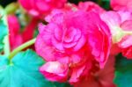 Yellow Begonia Flower In Garden Stock Photo