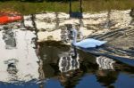 Mute Swan Swimming Along The Old River Nene Stock Photo