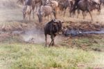 Blue Wildebeest In Tanzania Stock Photo