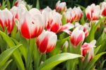 Colorful Tulips In Garden Stock Photo