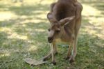 Kangaroo Outside Stock Photo