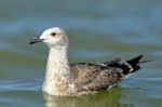 Pretty Common Gull Stock Photo