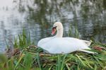 Swan Nest Stock Photo