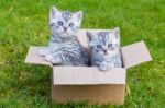 Young Cats In Cartboard Box On Grass Stock Photo