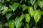  Betel Leaf (piper Betle) Stock Photo