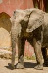 African Elephant On A Zoo Stock Photo