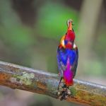 Female Black-backed Kingfisher Stock Photo