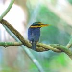 Rufous-collared Kingfisher Stock Photo