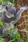 Koala By Itself In A Tree Stock Photo