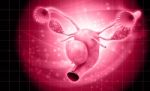 Female Reproductive System Stock Photo