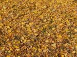 Texture Of The Autumn Foliage Of Trees  Stock Photo