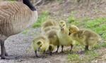 Background With A Family Of Canada Geese Staying Stock Photo