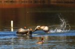 Attacking Greylag Goose (anser Anser) Stock Photo