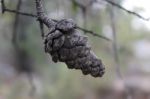 Macro Photo Of A Brown Pine Cone Stock Photo