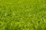 Abstract Natural Backgrounds Grass Stock Photo