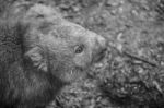 Adorable Large Wombat During The Day Looking For Grass To Eat Stock Photo