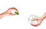 Hand Holding Green Tree Stock Photo