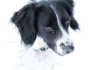 Spaniel Eyes Stock Photo