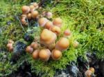 Sulphur Tuft Fungus (hypholoma Fasciculare) Stock Photo