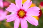 Colorful Cosmos Flower Blooming In The Field Stock Photo