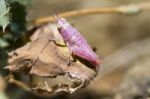 Pink Grasshopper Stock Photo