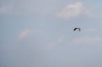 White-tailed Eagle (haliaeetus Albicilla) In The Danube Delta Stock Photo