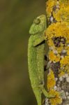 Cute Green Chameleon Stock Photo