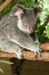 Koala By Itself In A Tree Stock Photo