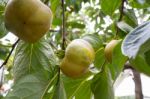 Persimmon Stock Photo