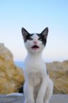 A Cat Is Looking At Photogrpfer And Getting Angry Stock Photo