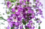 Angelonia Flower Stock Photo