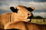 Australian Cows Stock Photo