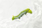 Green Worm White Background Stock Photo