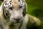 White Tiger Stock Photo