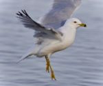 Isolated Picture With A Gull Flying Near A Shore Stock Photo