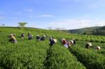 Dalat, Vietnam, June 30, 2016: A Group Of Farmers Picking Tea On A Summer Afternoon In Cau Dat Tea Plantation, Da Lat, Vietnam Stock Photo