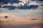 Crowd Of Birds Stock Photo