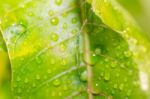 Water Drops And Spider Stock Photo