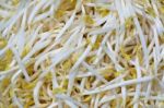 Bean Sprouts Stock Photo