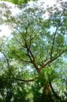 Tree Branch In Summertime Stock Photo