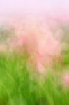 Blurred Floral Field Background. Blurred Nature Background Stock Photo