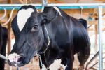 Milch Cows During Milking In Farm Stock Photo